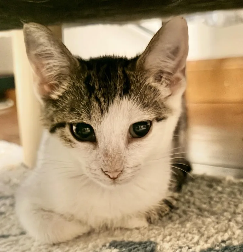 A baby medium-sized female Domestic Short Hair cat named Zara for adoption in Maineville, OH
