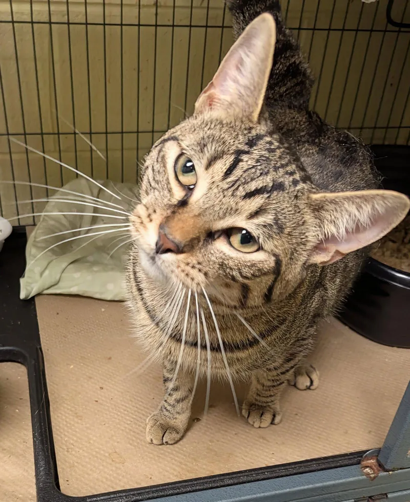 An adult medium-sized male Domestic Short Hair cat named Roth for adoption in Trenton, NJ