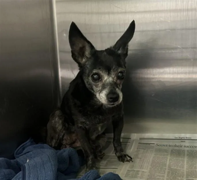 An adult small-sized female Chihuahua dog named A for adoption in Los Angeles, CA