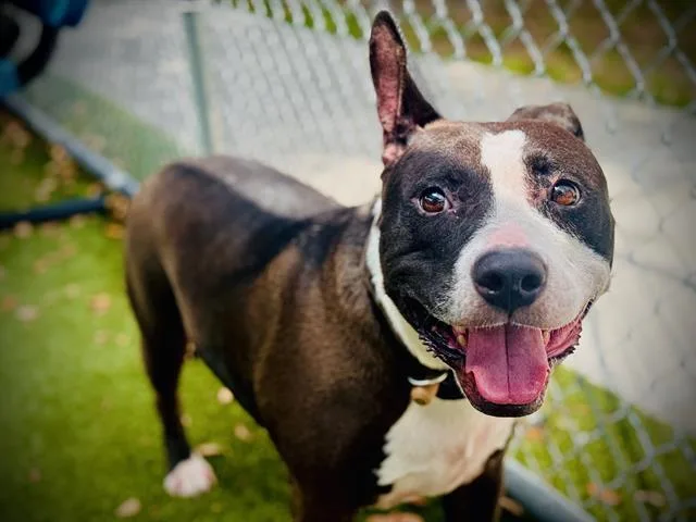 An adult large-sized female Pit Bull Terrier dog named Brooklyn for adoption in Orlando, FL