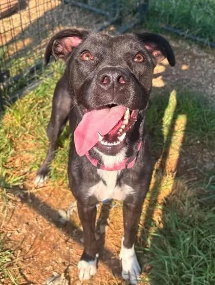 An adult medium-sized female Black Labrador Retriever dog named Raven for adoption in Munfordville, KY