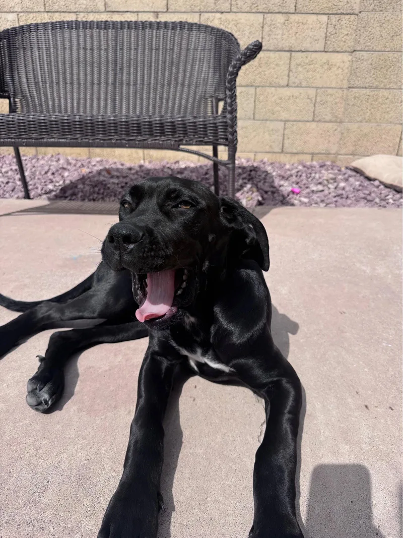 A baby extra large-sized female Great Dane dog named Little Miss for adoption in Glendale, AZ