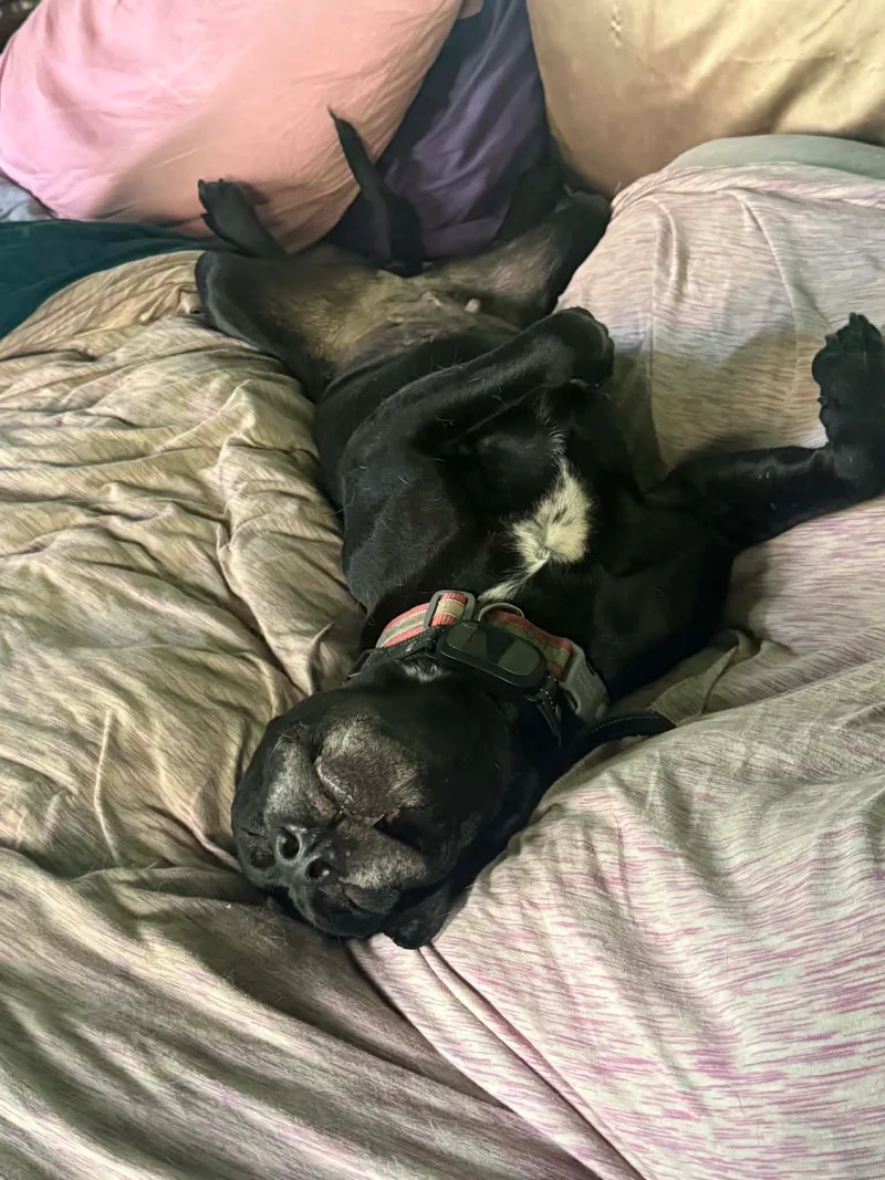 Black Betty thumbnail 8