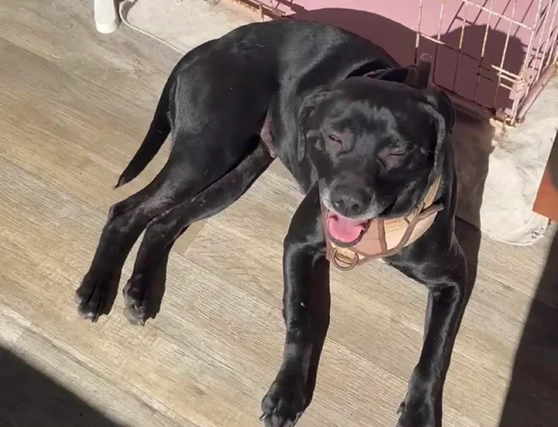 Black Betty thumbnail 5