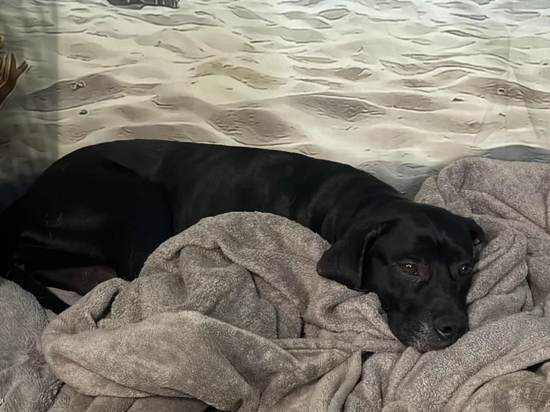 Black Betty thumbnail 4