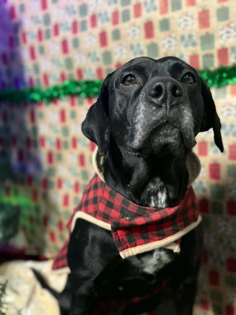 Black Betty thumbnail 9