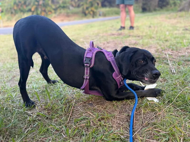 Black Betty thumbnail 11