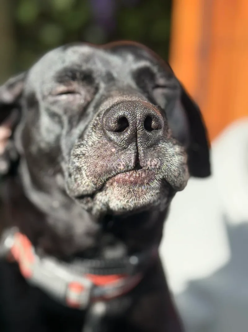 Black Betty thumbnail 10