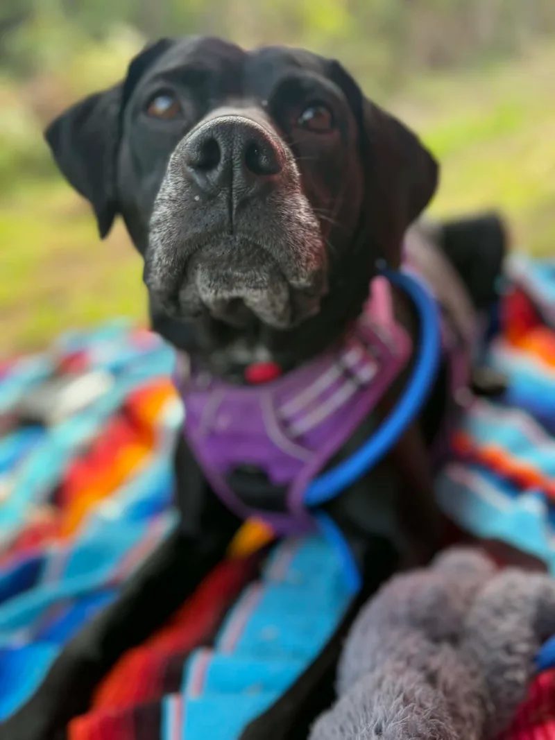 Black Betty thumbnail 7