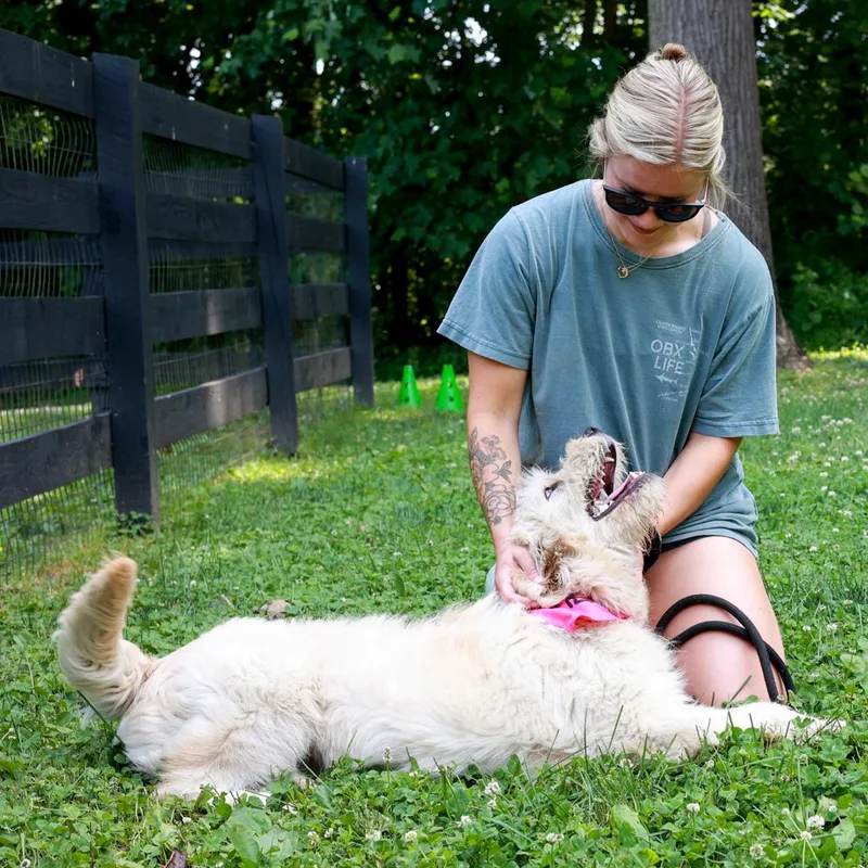 A young medium-sized female Yellow / Tan / Blond / Fawn Sheep Dog dog named Laineyavail for adoption in West Grove, PA