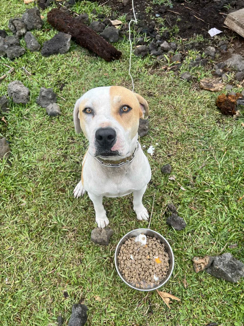 Puainako thumbnail 2