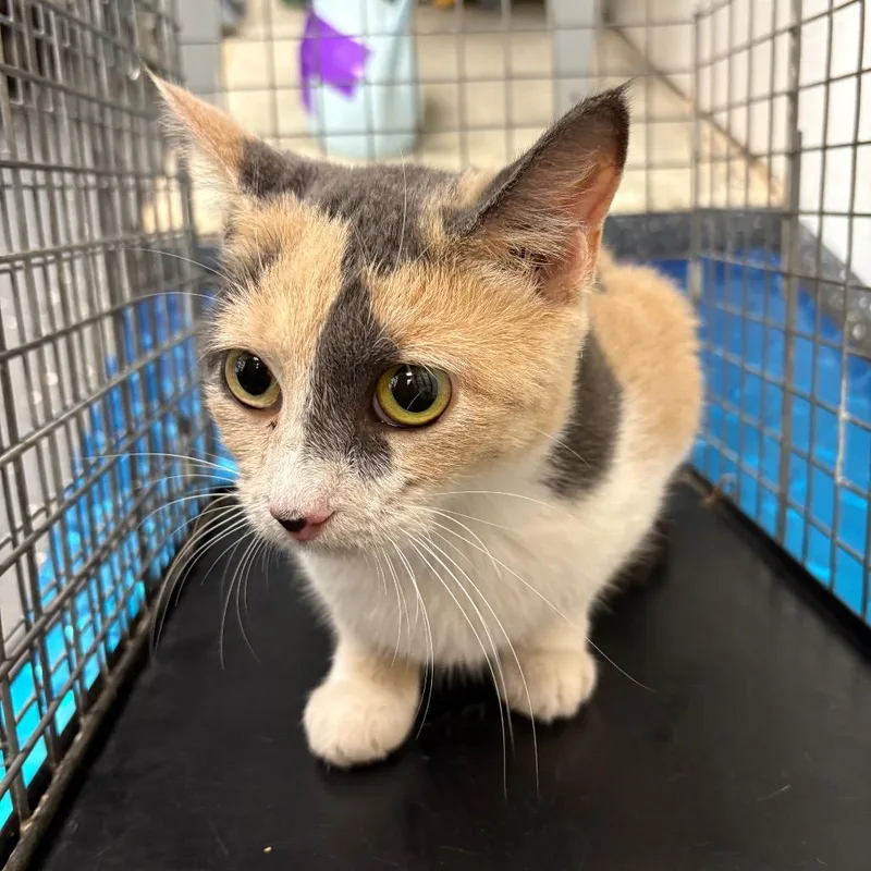 An adult medium-sized female Domestic Short Hair cat named Cheesy Fiesta Potato for adoption in Columbiana, AL