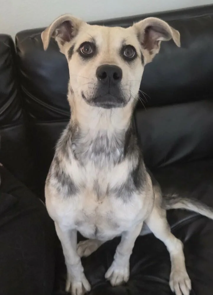 A young medium-sized female Mountain Cur dog named Halo for adoption in Washington, DC