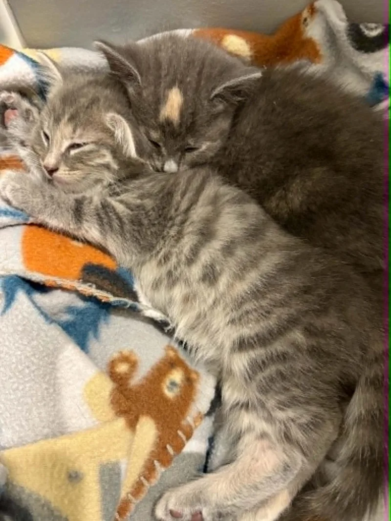 A baby medium-sized female Tortoiseshell Domestic Short Hair cat named Beverly for adoption in Overland Park, KS