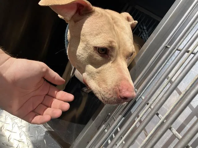 A young medium-sized female Mixed Breed dog named Marley for adoption in Dallas, TX