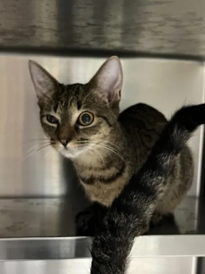 A baby medium-sized male Domestic Short Hair cat named Astro $ for adoption in Seneca, SC