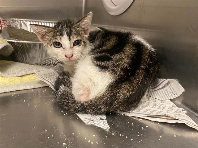 A baby small-sized male Domestic Short Hair cat named Sugar for adoption in Tustin, CA