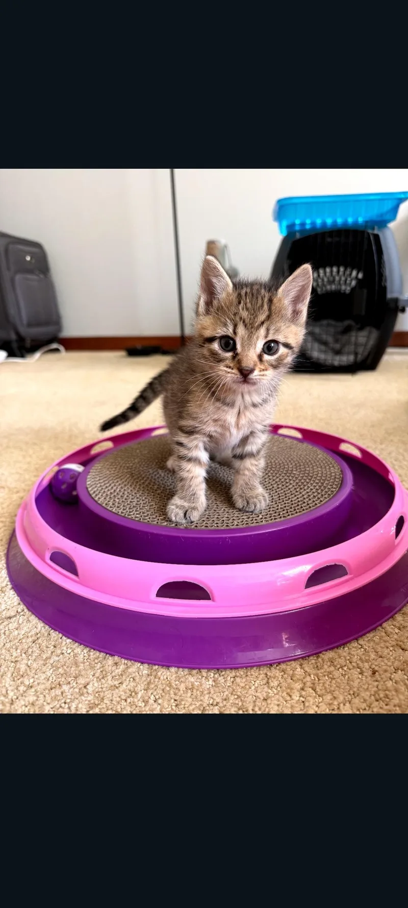 A baby medium-sized female Tabby (Buff / Tan / Fawn) Domestic Short Hair cat named Maizie for adoption in Lewis Center, OH