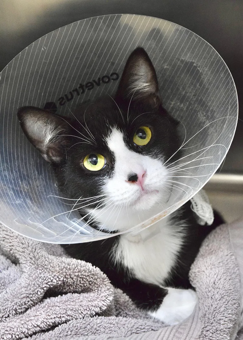 A young medium-sized male Black & White / Tuxedo Domestic Short Hair cat named Palace for adoption in Dublin, CA