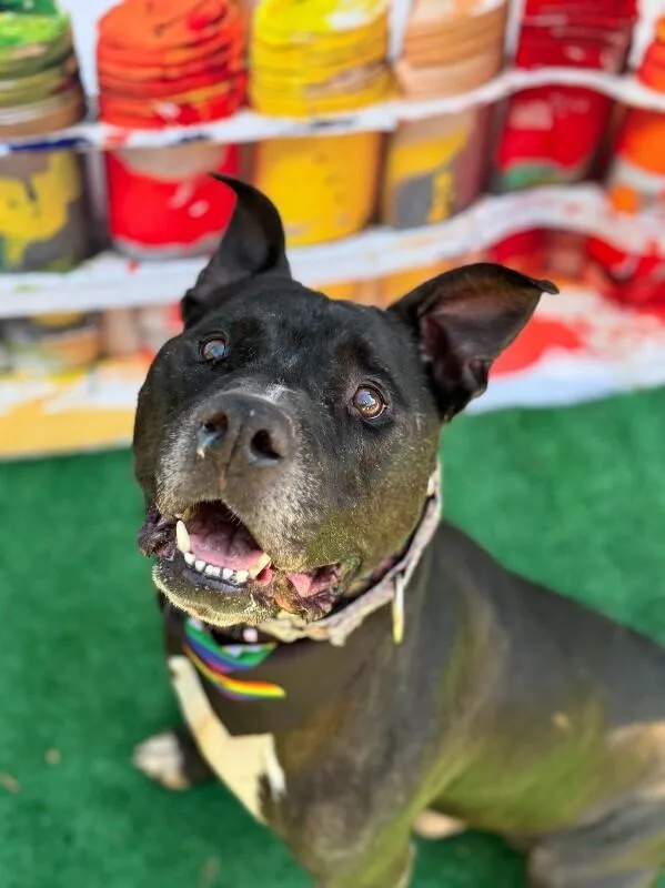 A senior large-sized male Black Mixed Breed dog named Barrel for adoption in Cincinnati, OH