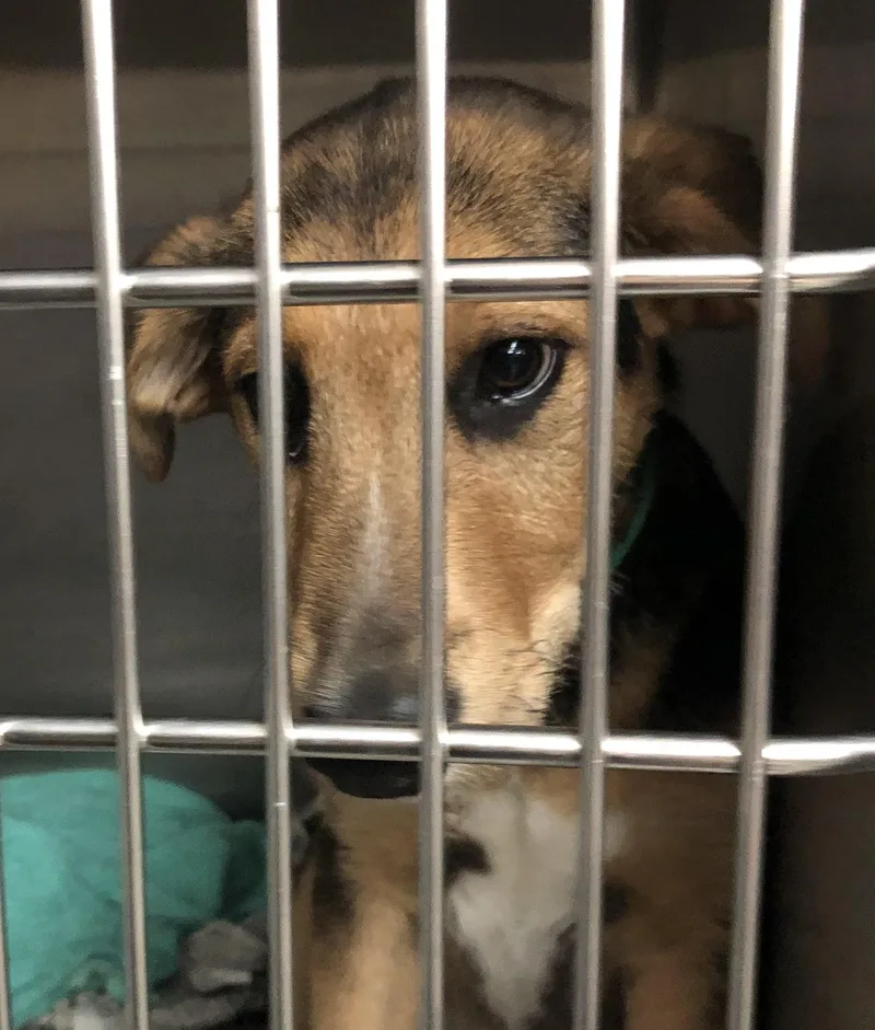 A baby medium-sized male Yellow / Tan / Blond / Fawn Shepherd dog named Dale for adoption in Parma, OH