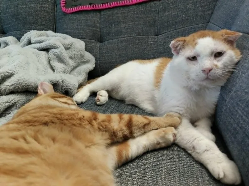 An adult medium-sized male Domestic Short Hair cat named Grilled Cheese for adoption in Minneapolis, MN