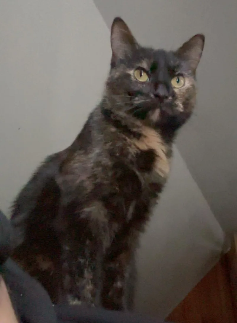 An adult medium-sized female Tortoiseshell cat named Myla  full of for adoption in Valley City, ND