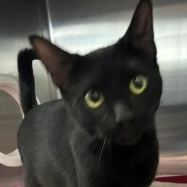 A young medium-sized female Black Domestic Short Hair cat named Freya for adoption in Allegan, MI