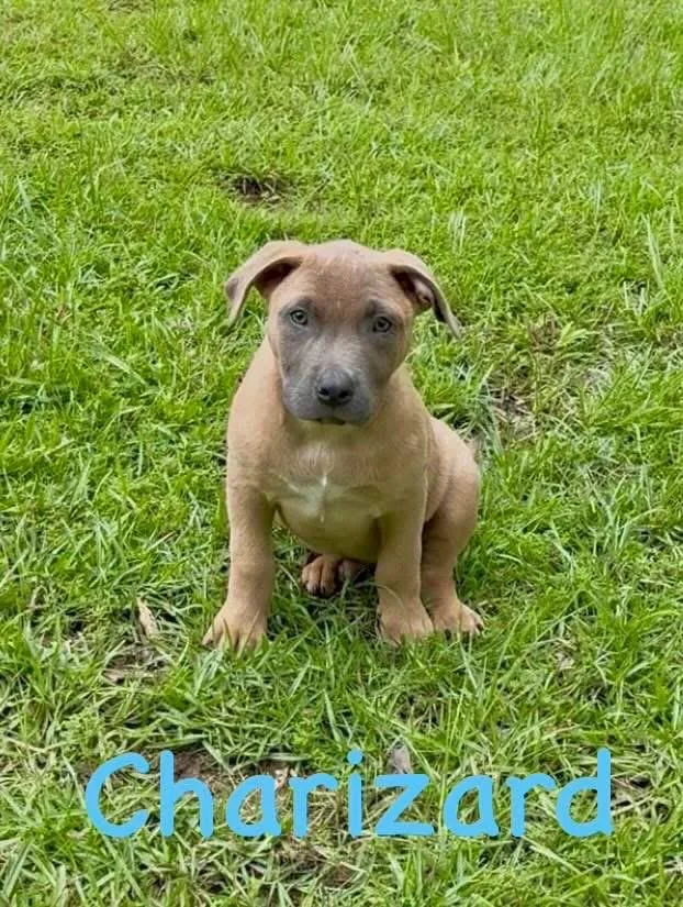A baby medium-sized male Yellow / Tan / Blond / Fawn Terrier dog named Charizard for adoption in Semmes, AL
