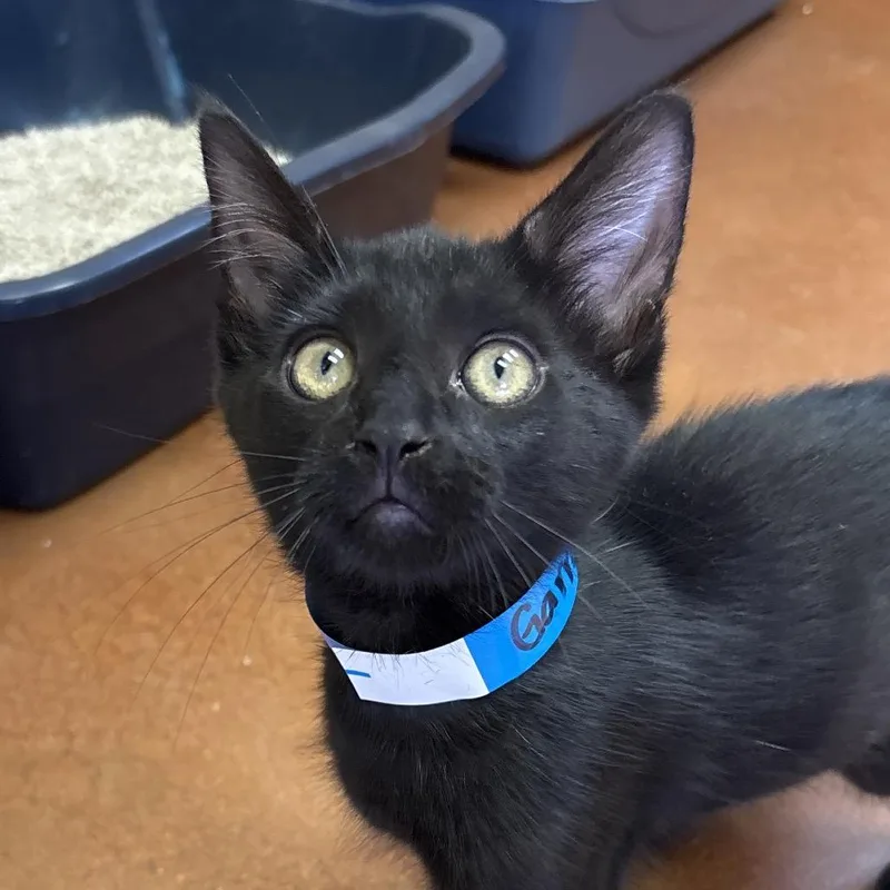 A baby small-sized male Black Domestic Short Hair cat named Garrett Carrot for adoption in Santa Barbara, CA