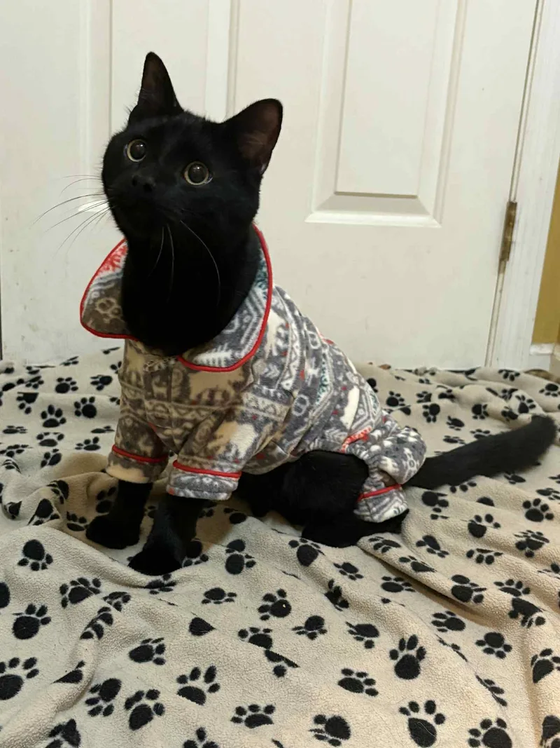 Big Foot thumbnail 2