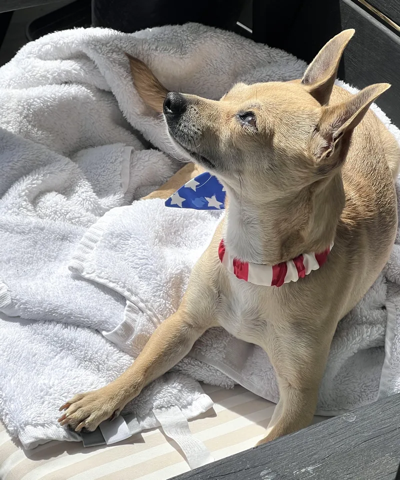 A young small-sized female Yellow / Tan / Blond / Fawn Chihuahua dog named Cookie for adoption in Brooklyn, NY