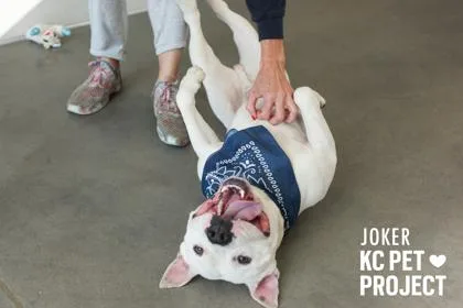 An adult large-sized male White / Cream Pit Bull Terrier dog named Joker for adoption in Kansas City, MO