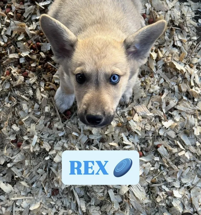 Rex