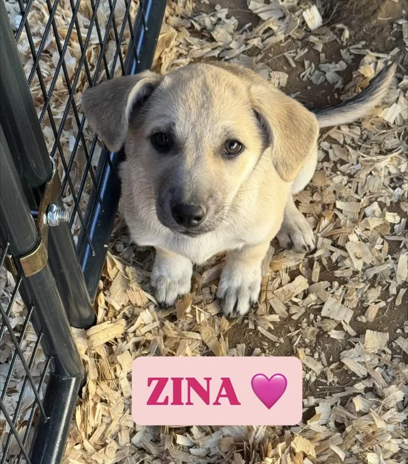 Zina