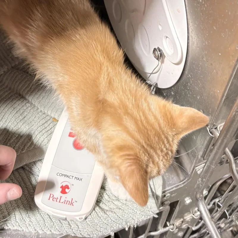 A baby small-sized male Orange / Red Domestic Short Hair cat named Johnny Knoxville for adoption in St. Paul, MN