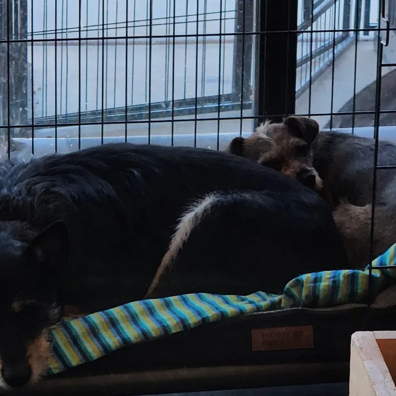 An adult small-sized female Brown / Chocolate Wirehaired Terrier dog named Papaya for adoption in Branford, CT