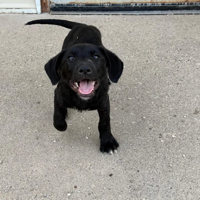A baby small-sized male Black Pit Bull Terrier dog named Homeigh for adoption in Detroit Lakes, MN