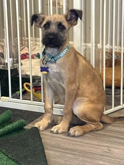 A baby medium-sized male Terrier dog named Wellington for adoption in Fort Worth, TX