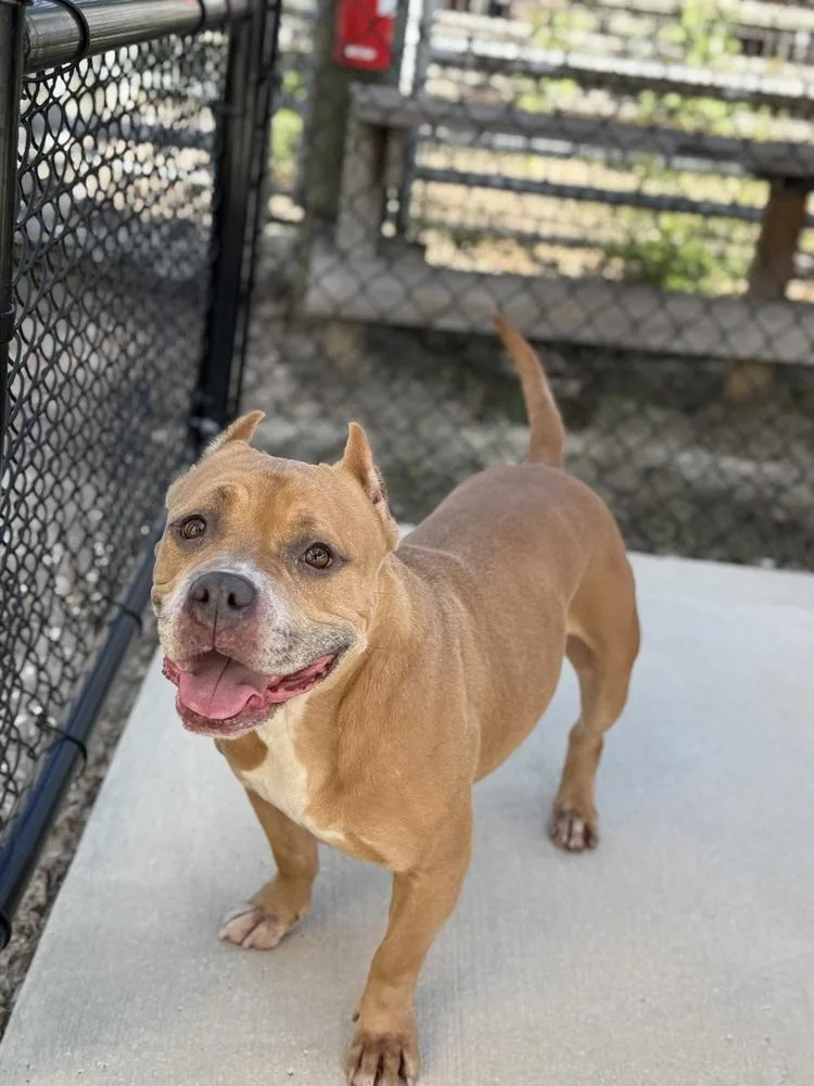 An adult medium-sized female Tricolor (Brown, Black, & White) American Bulldog dog named Muffins for adoption in Lakeland, FL