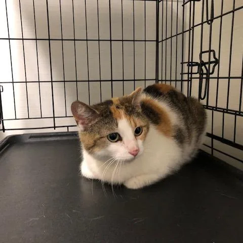 An adult medium-sized female Calico Domestic Short Hair cat named Rosemary for adoption in Novelty, OH