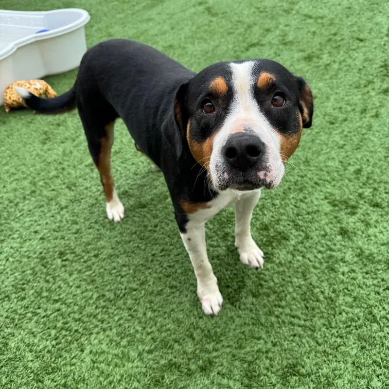 An adult medium-sized female Black Mixed Breed dog named Baby Coming Soon for adoption in Naperville, IL