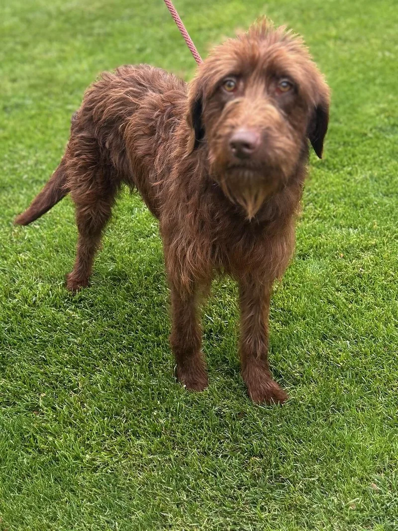 An adult medium-sized female Labradoodle dog named Nestlegmail.com for adoption in Elyria, OH