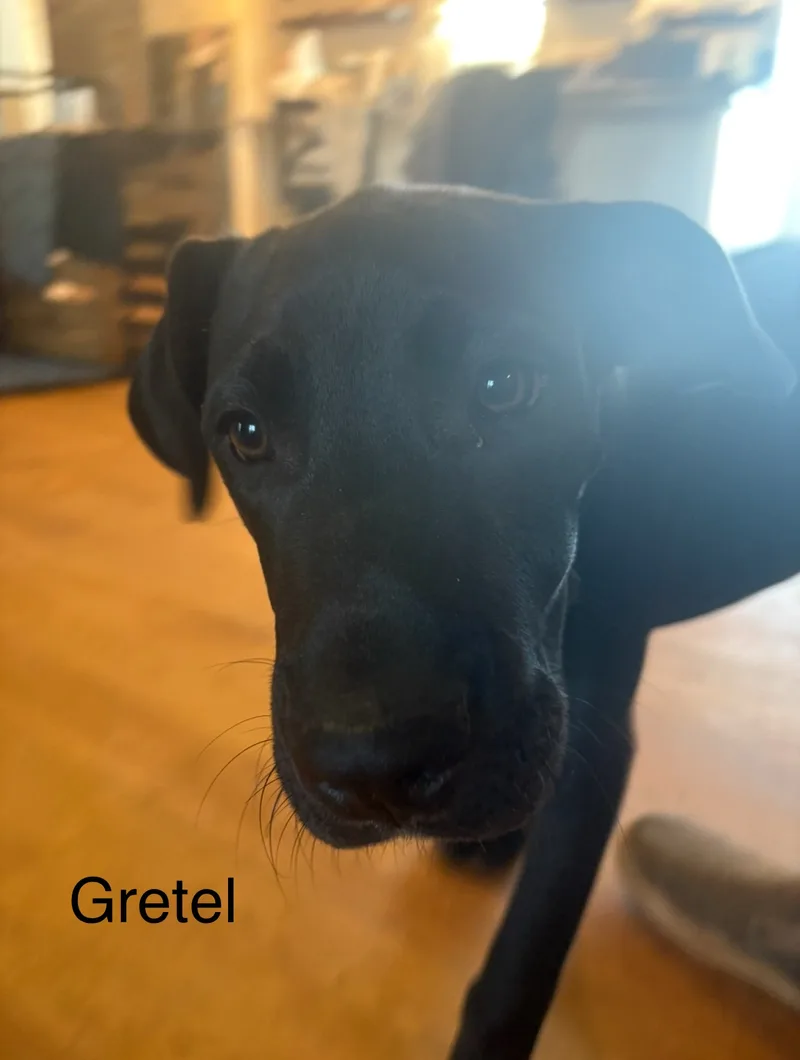 Gretel