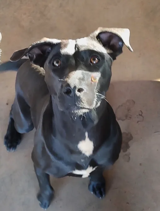 A young medium-sized female Labrador Retriever dog named Gretel for adoption in Williamston, South Carolina
