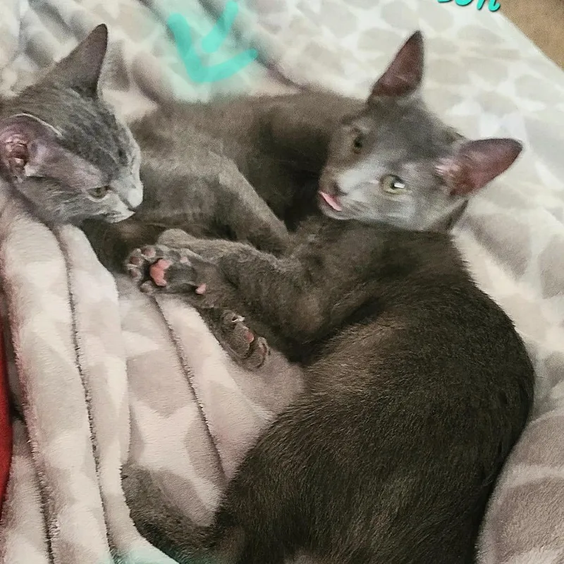 A baby small-sized male Gray / Blue / Silver Domestic Short Hair cat named Tax Evasion for adoption in Fredericksburg, VA