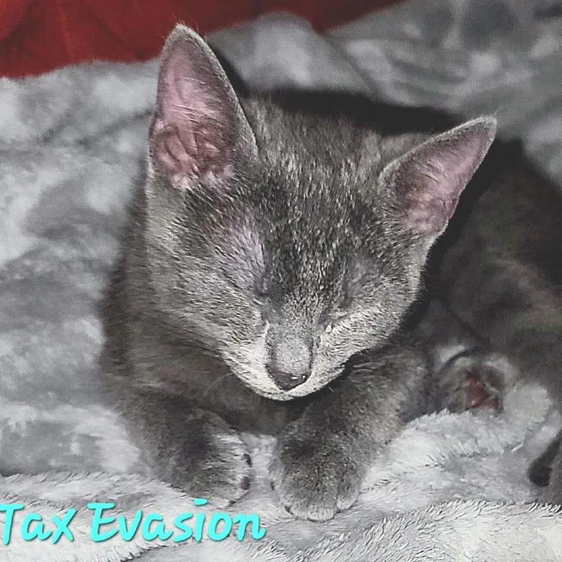Tax Evasion thumbnail 5