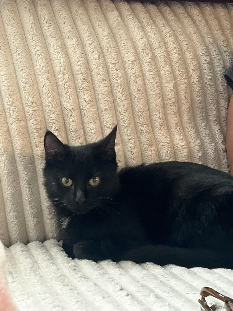 A baby medium-sized male Black Domestic Short Hair cat named Jackolantern for adoption in Maple Heights, OH