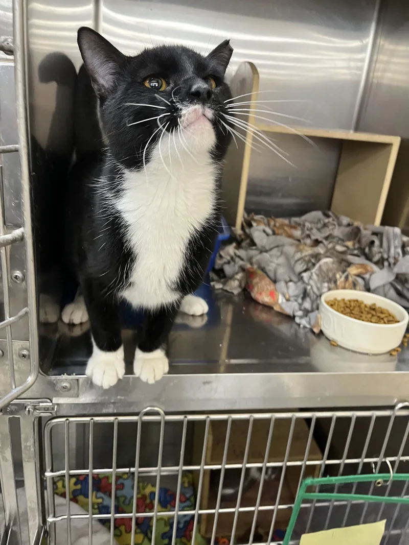An adult medium-sized male Black & White / Tuxedo Domestic Short Hair cat named Lorne for adoption in Maple Heights, OH
