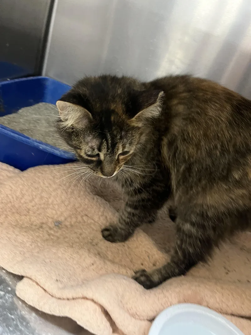 Corn Maze thumbnail 4